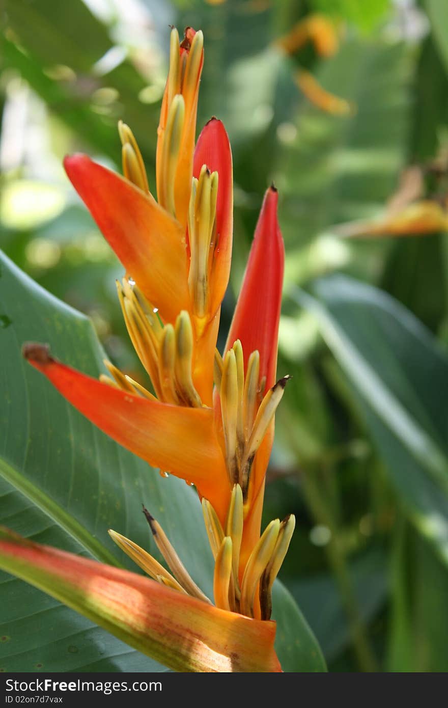 Picture of Heliconia, a rare and wild tropical flower. Picture of Heliconia, a rare and wild tropical flower.