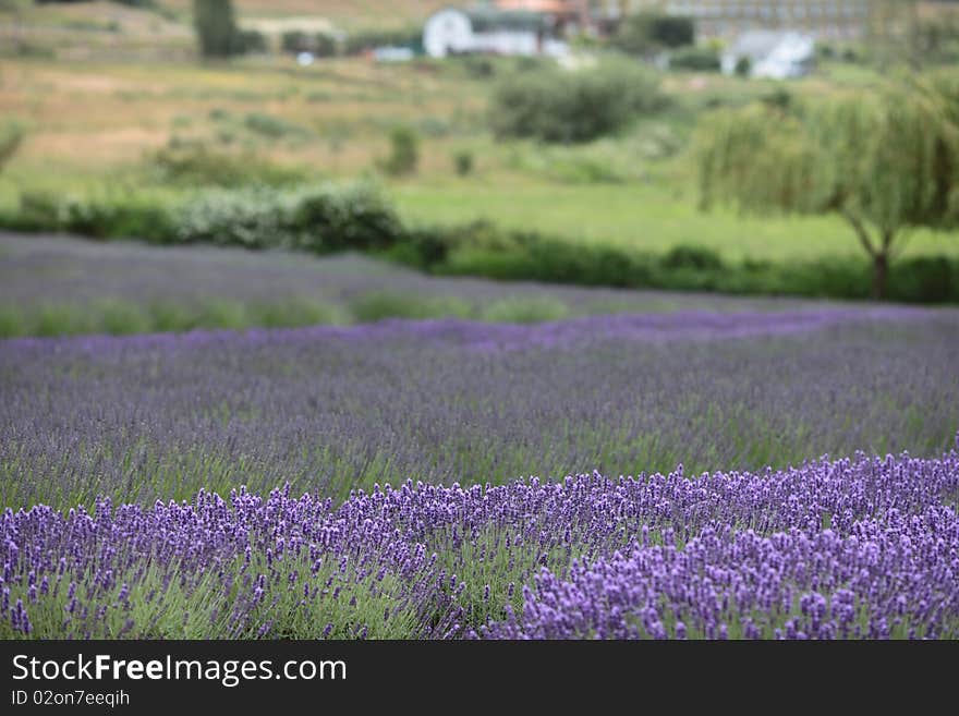 Beautiful lavender farm