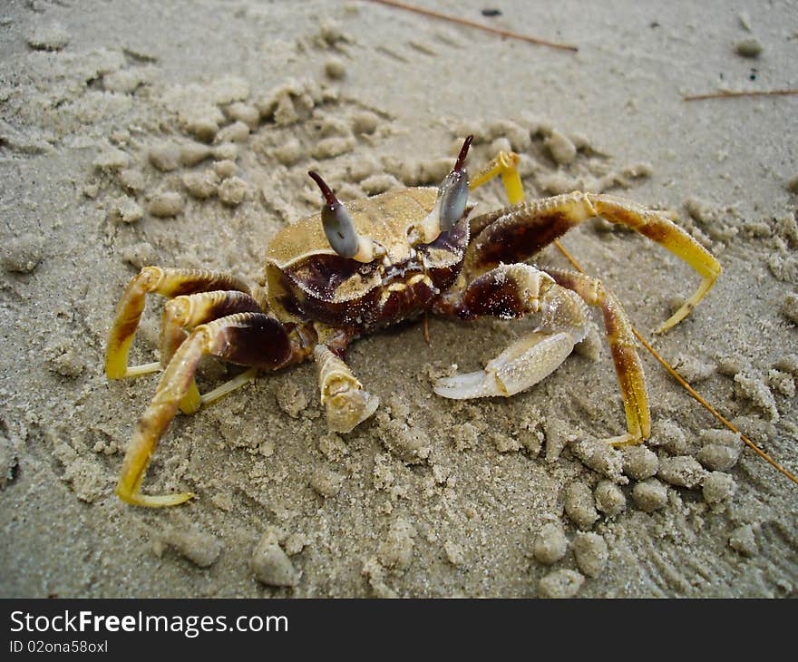 Little crab is feeding on the beach.