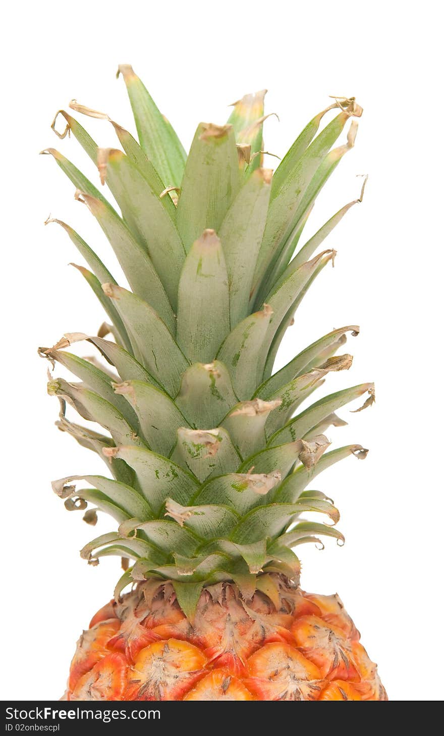 The image of ripe pineapple on a white background. The image of ripe pineapple on a white background