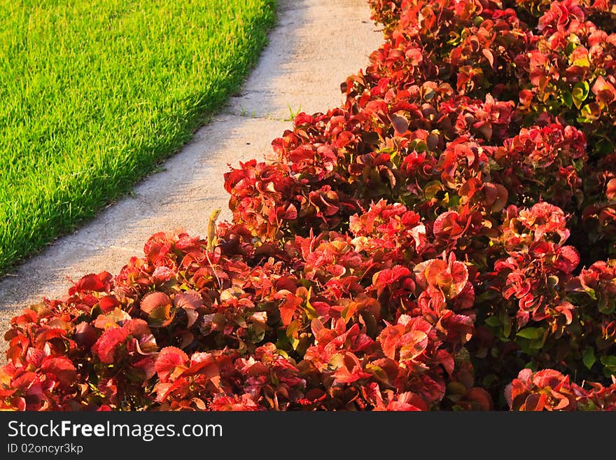 Plants pattern in contrast with red and green. Plants pattern in contrast with red and green