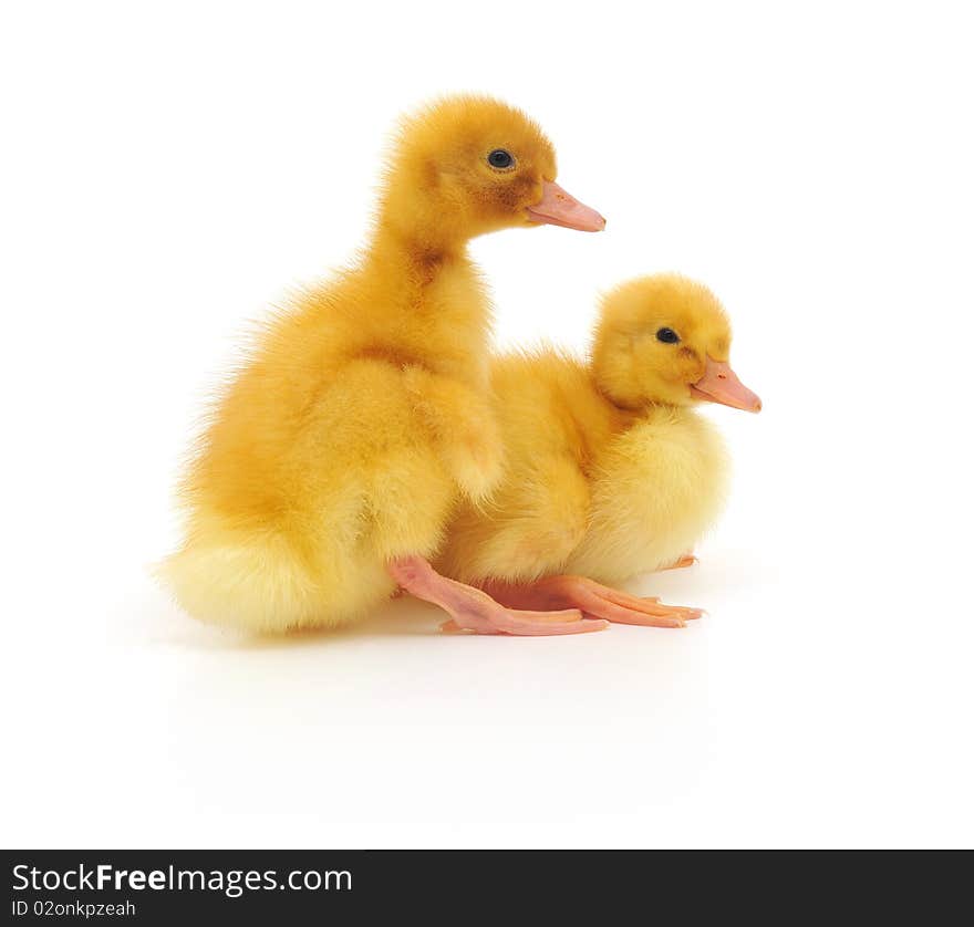 Two ducklings