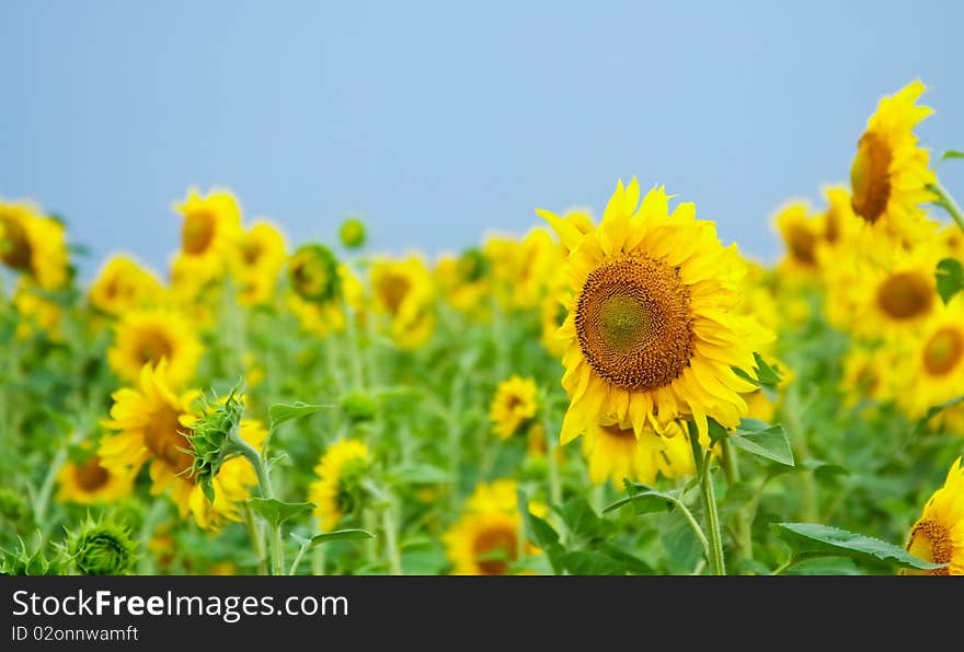 Sunflower field over clear blue sky. Sunflower field over clear blue sky