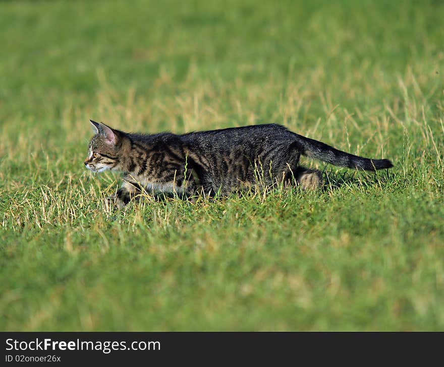 Little kitten lurks in the grass. Little kitten lurks in the grass.