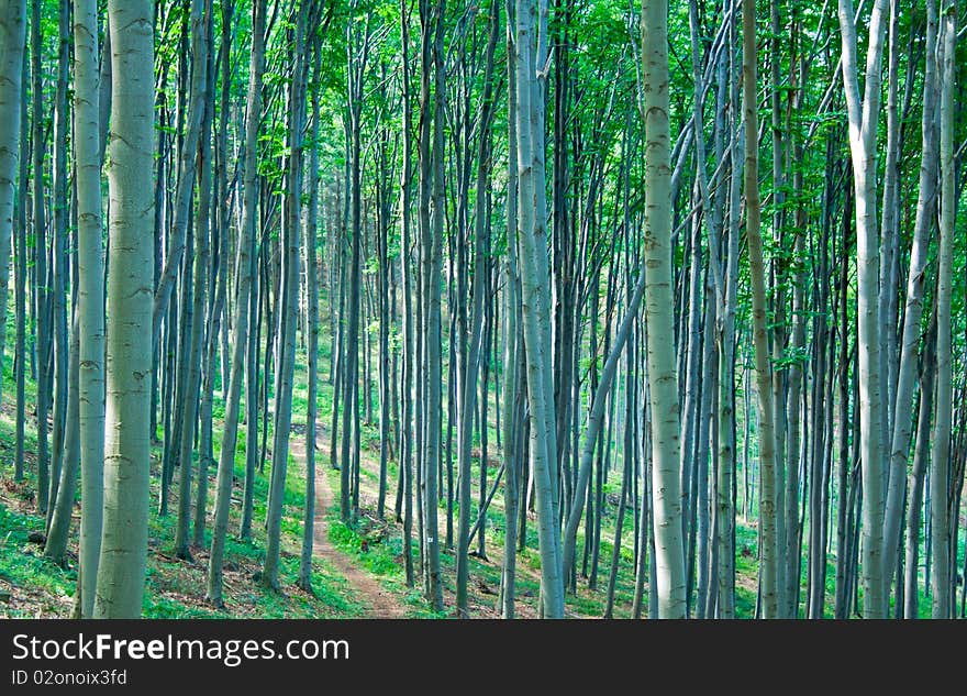 Tree trunks in a forest in summer