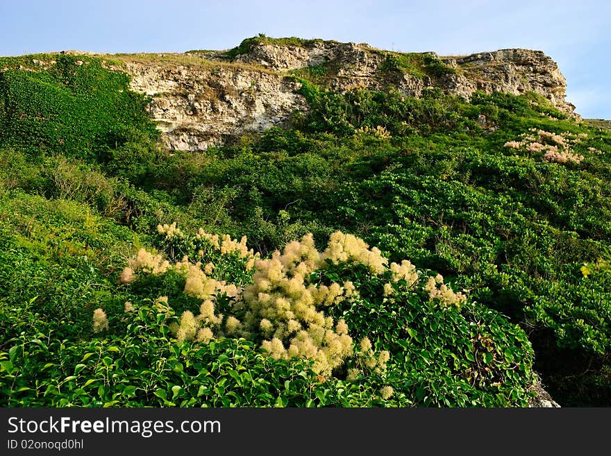 Green foliage on limestone mountains in Crimea