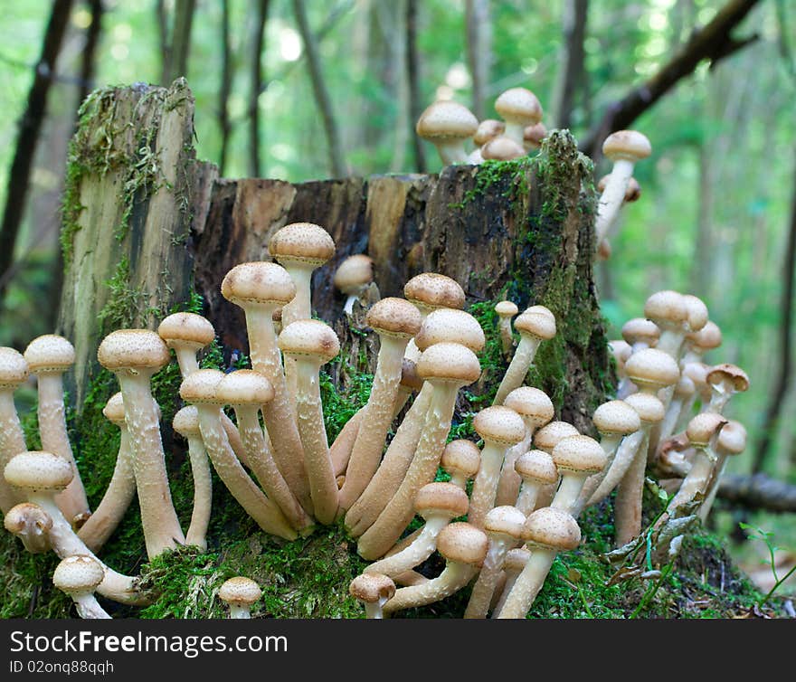Agaric honey fungus near stump in forest