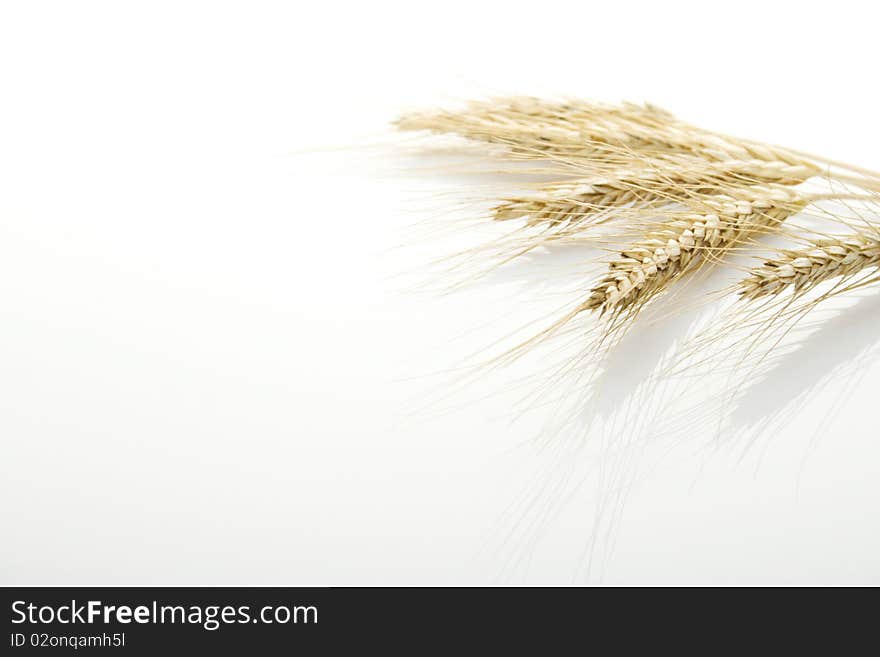 Ears isolated on white. Food ingredients