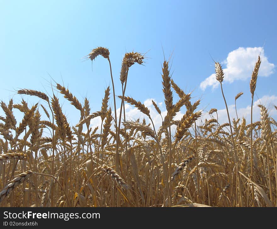 The image of wheat field and sky with the clouds