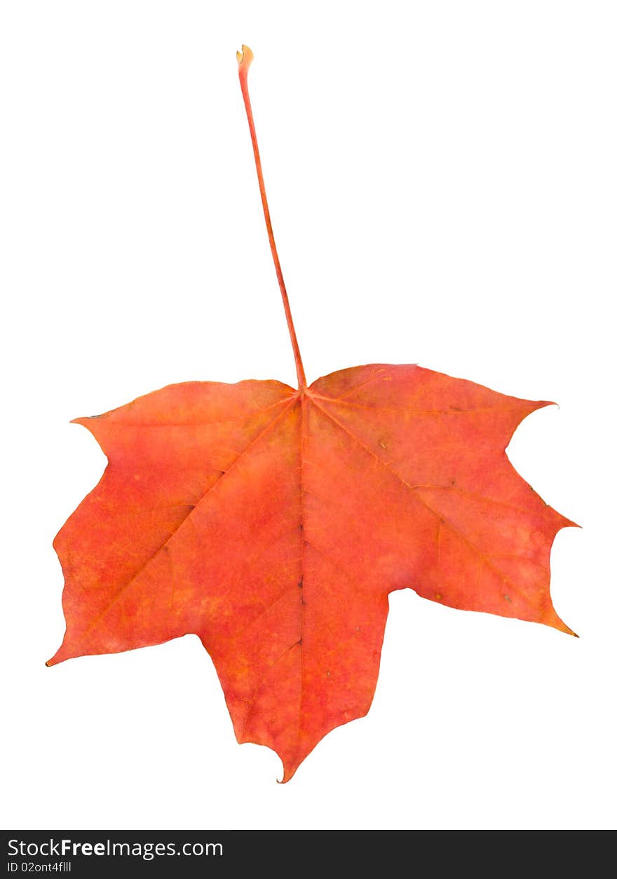 Fallen red maple leaf, isolated on white. Fallen red maple leaf, isolated on white