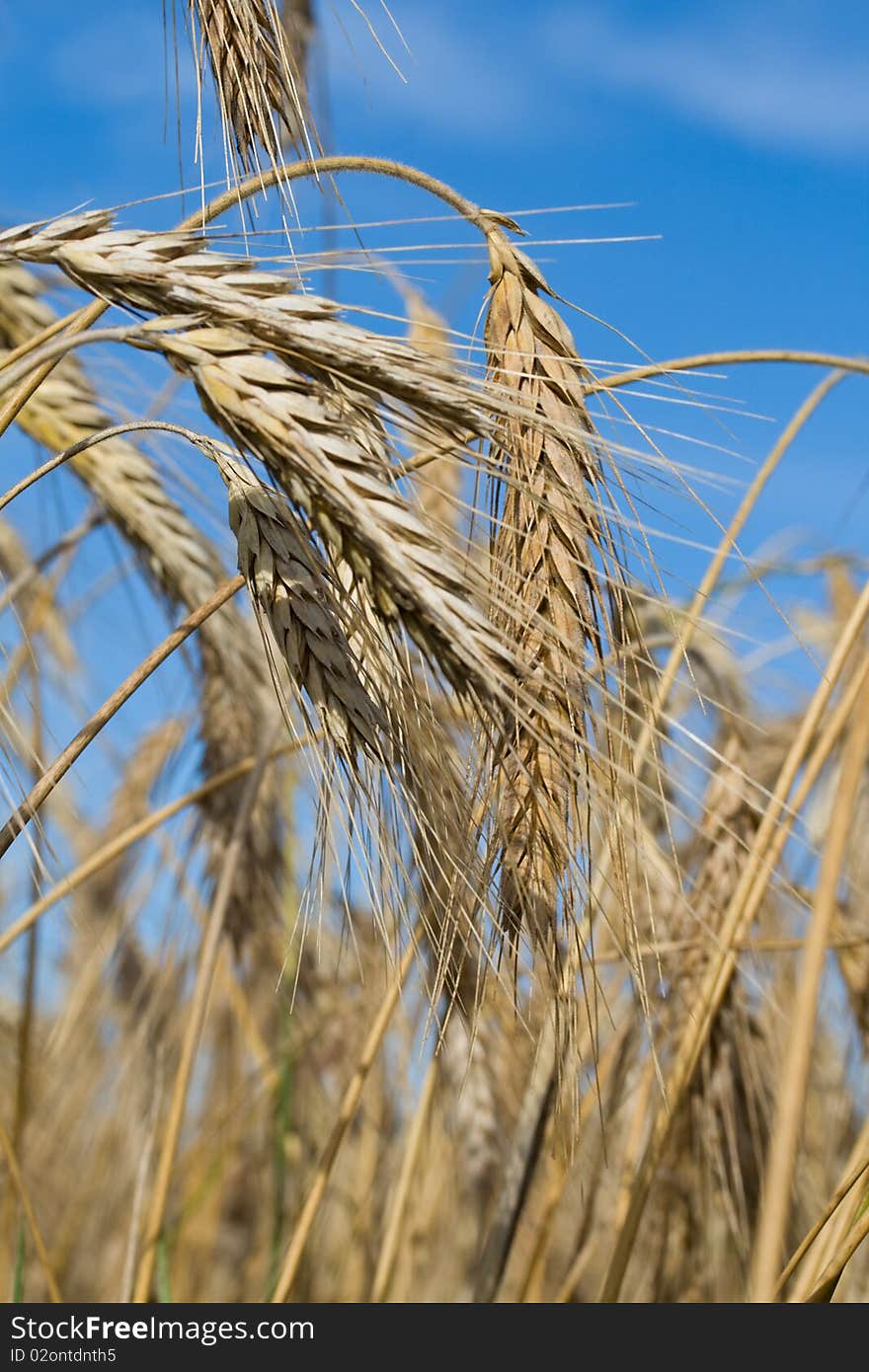 Ripe rye ears against a blue sky