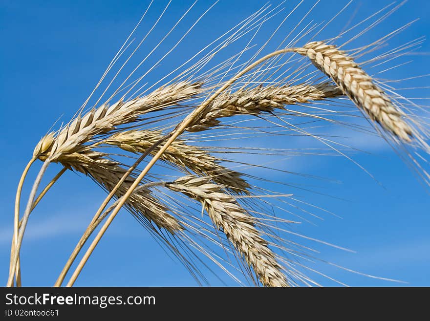 Ripe rye ears against a blue sky