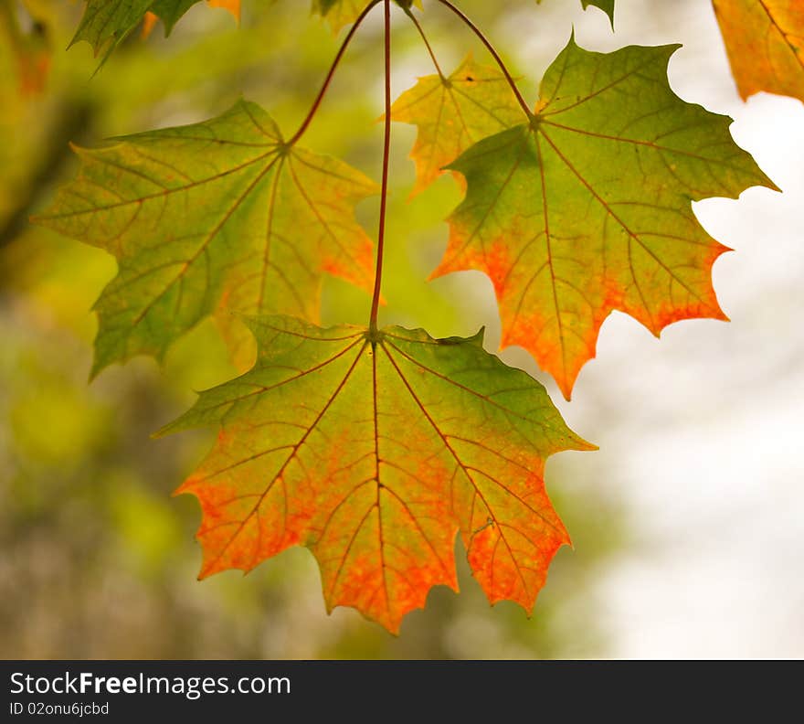 Close-up three maple leaves in autumn