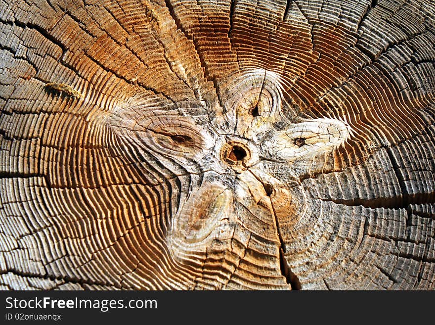 Butt-end of old log. Cracks of time. Butt-end of old log. Cracks of time