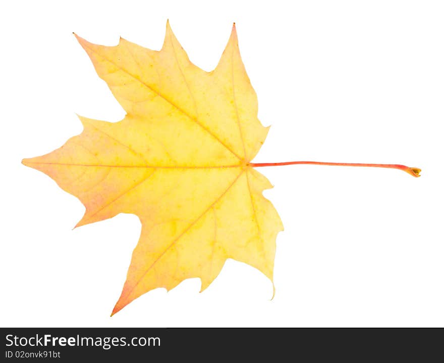 Yellow maple leaf isolated on white