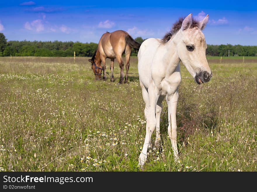 Horses graze in the open.