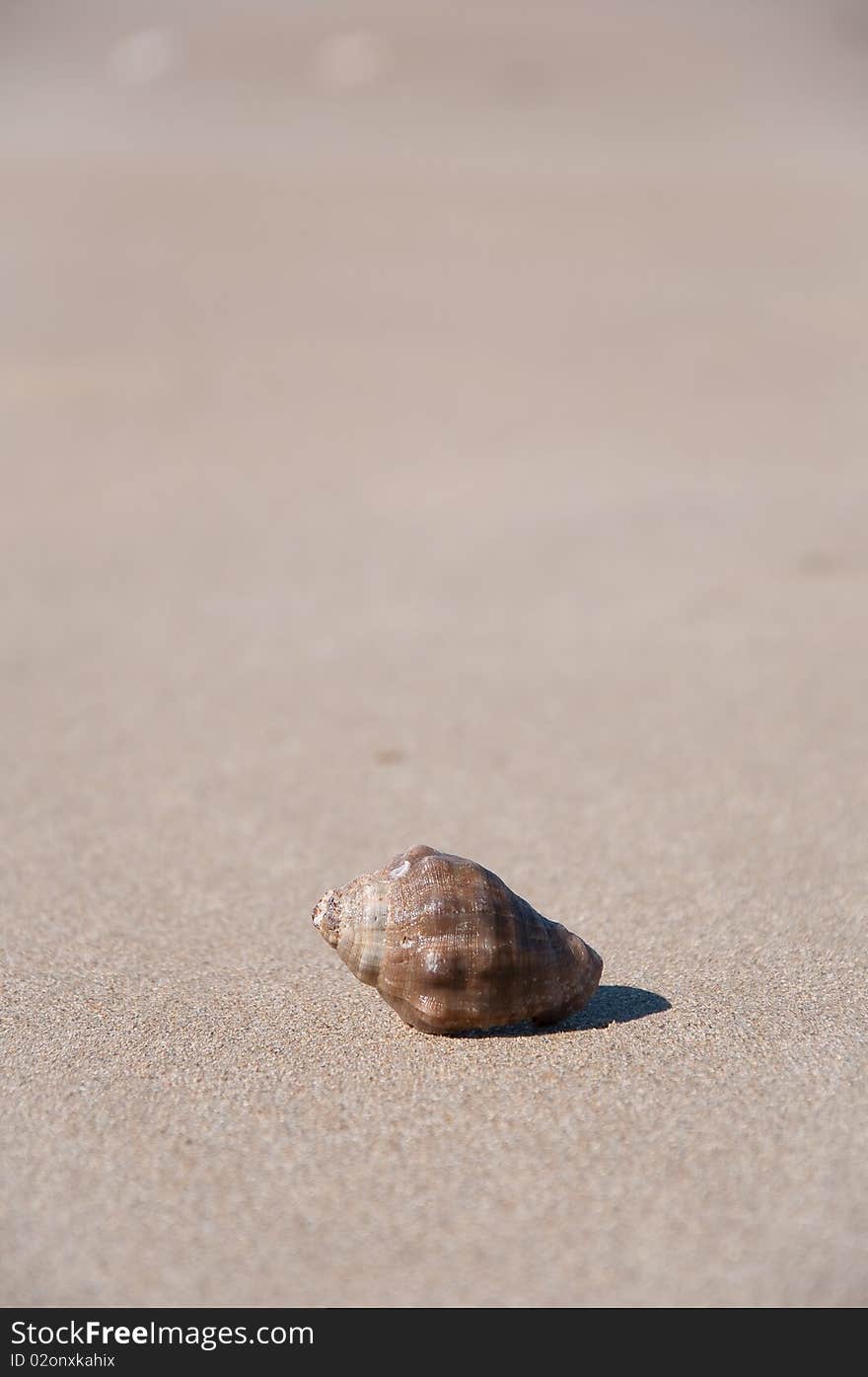 Shell in the sand of the beach in a sunny day