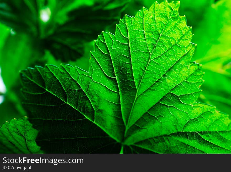 Currant Bushes