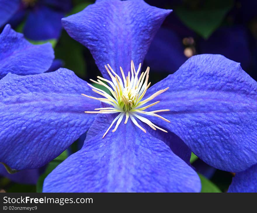 Clematis hybrid blue in the garden. Clematis hybrid blue in the garden