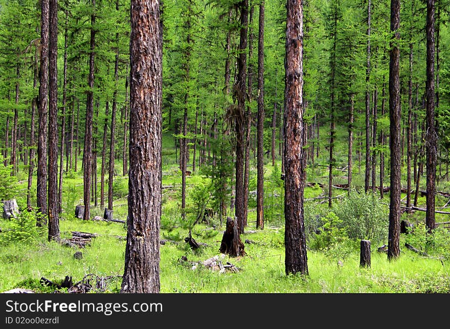 Lush green forest in the Glacier national park in summer time