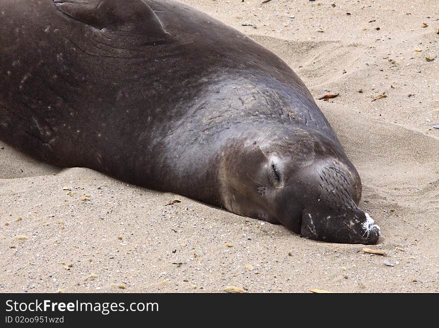 Seal, california