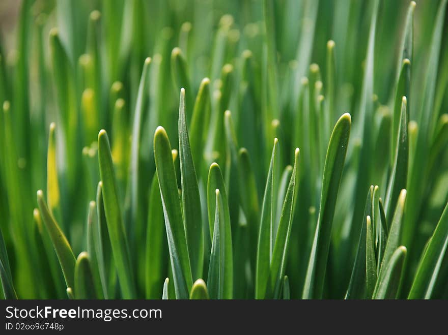 A glade of young green daffodils in macro. A glade of young green daffodils in macro