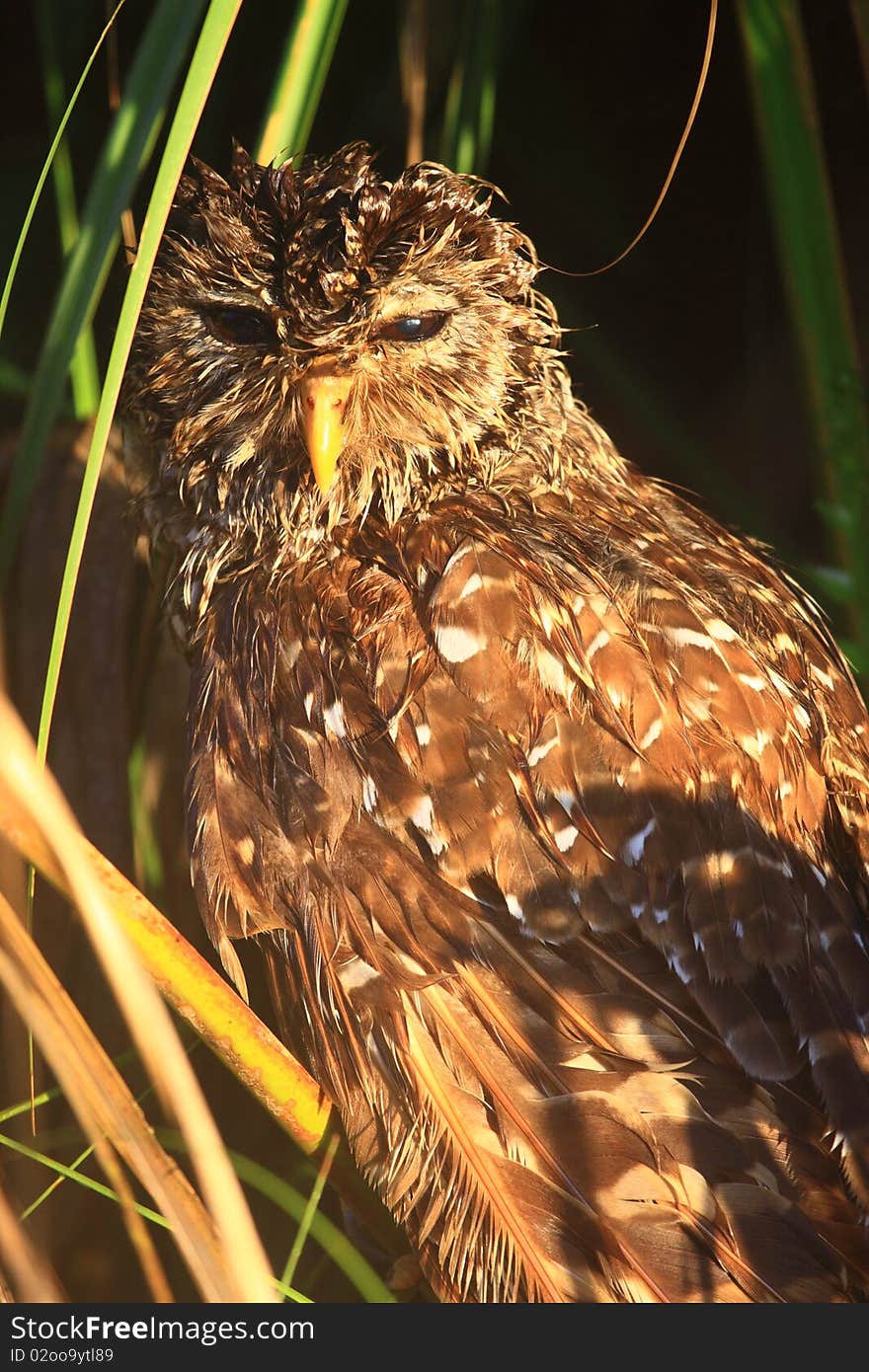 Owl, Everglade