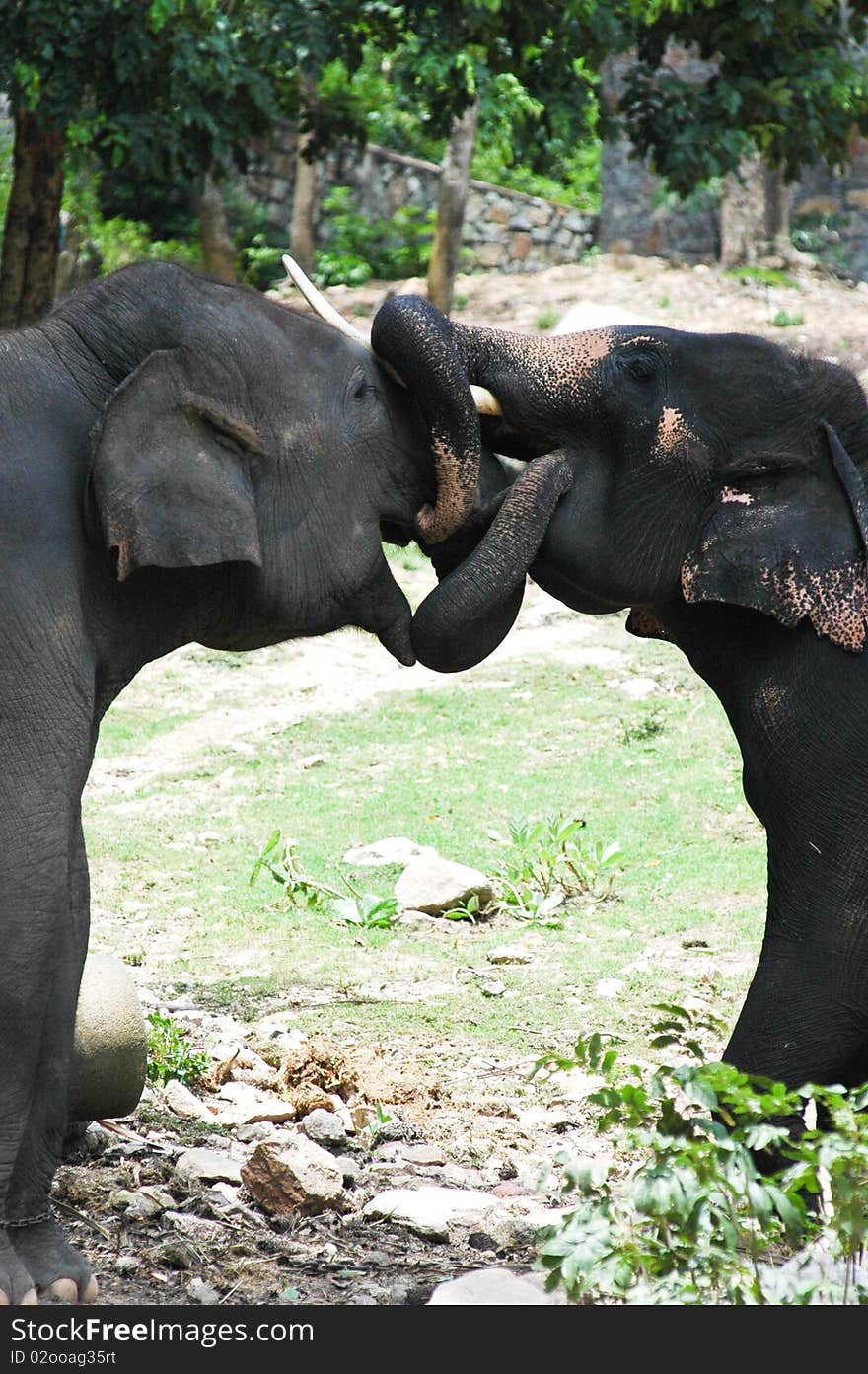 Thai elephant in the zoo