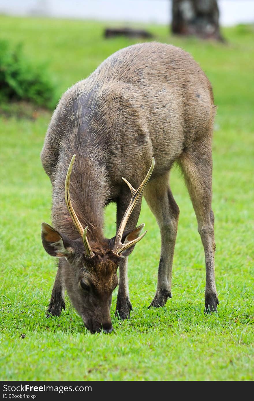 Deer on the green ground