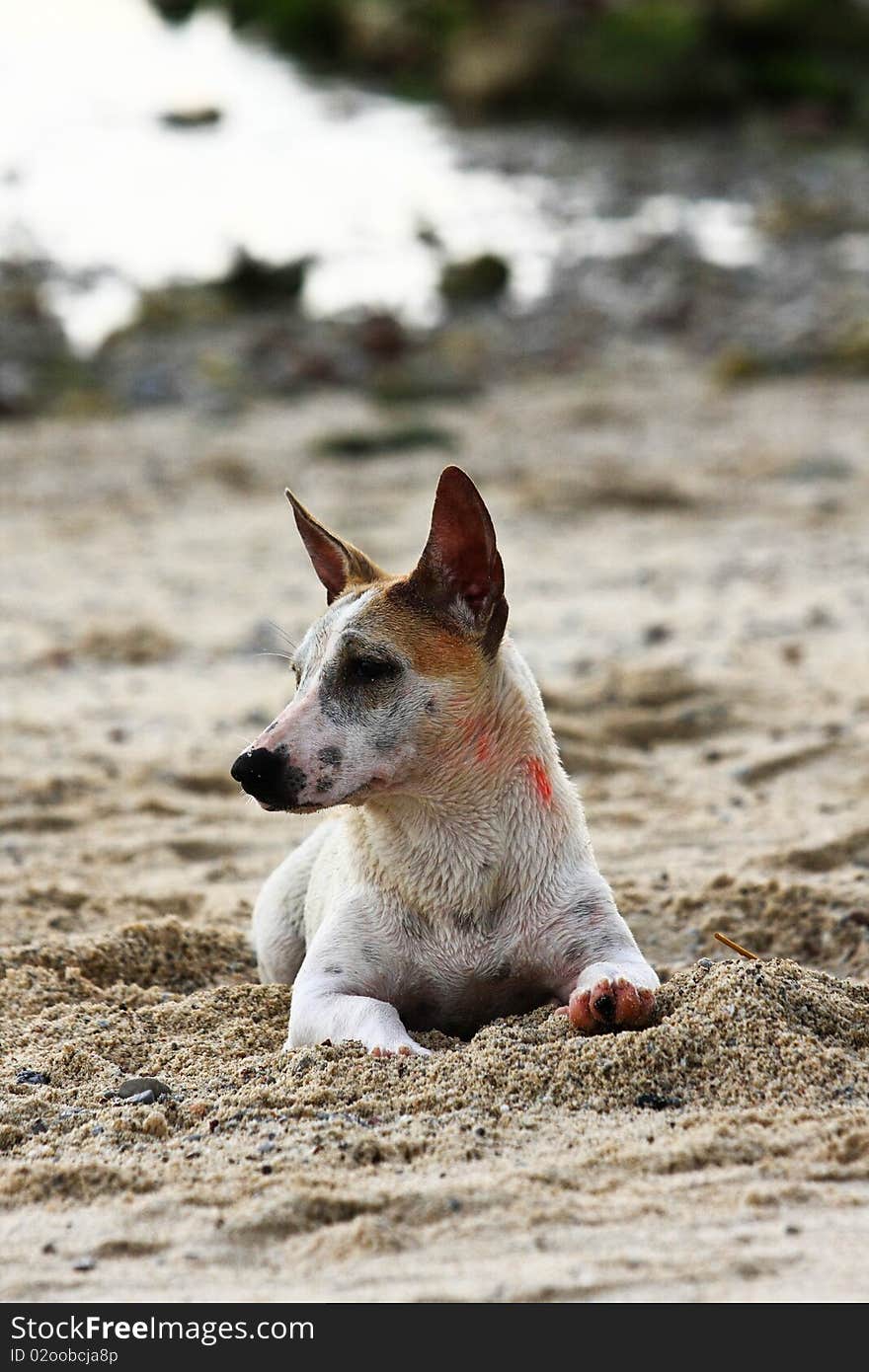 Thai dog on the beach