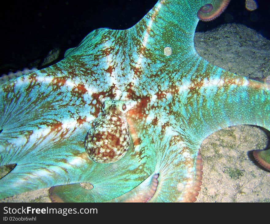 Octopus Night free diving, grand Cayman island. Octopus Night free diving, grand Cayman island