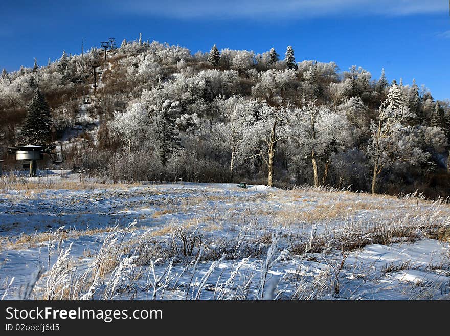 Snow forest in northern China