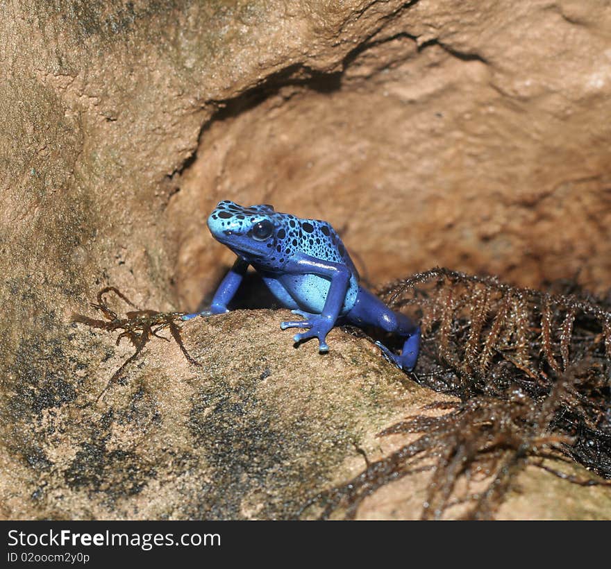 Blue Poison Arrow Frog