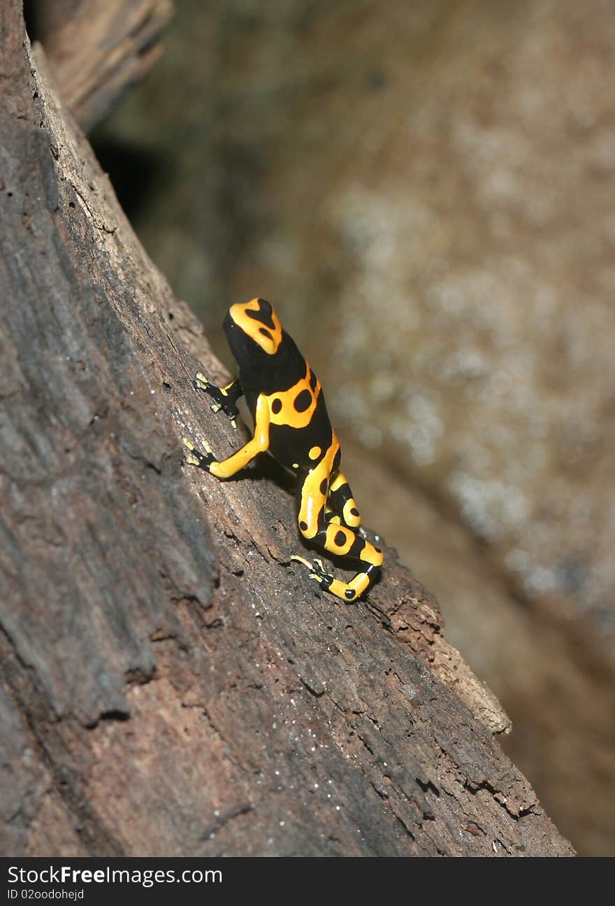 Yellow-banded Poison Dart Frog