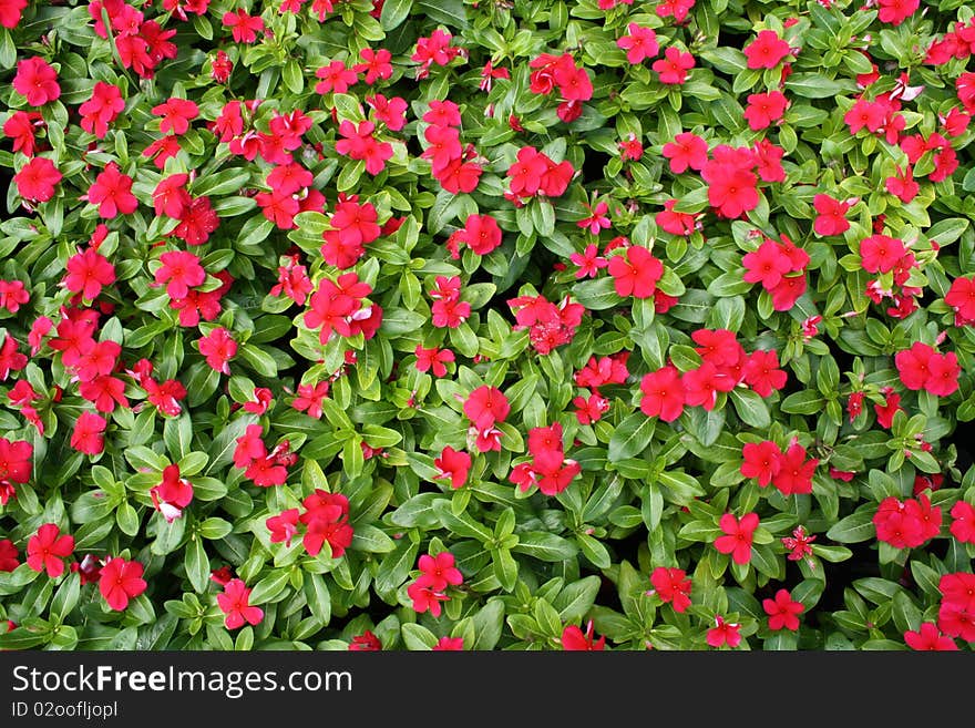 Red flowers formed a nice red-green flower background.