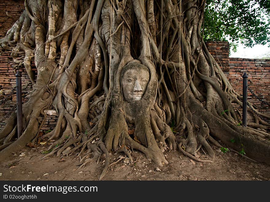 Head of Buddha Statue in Tree