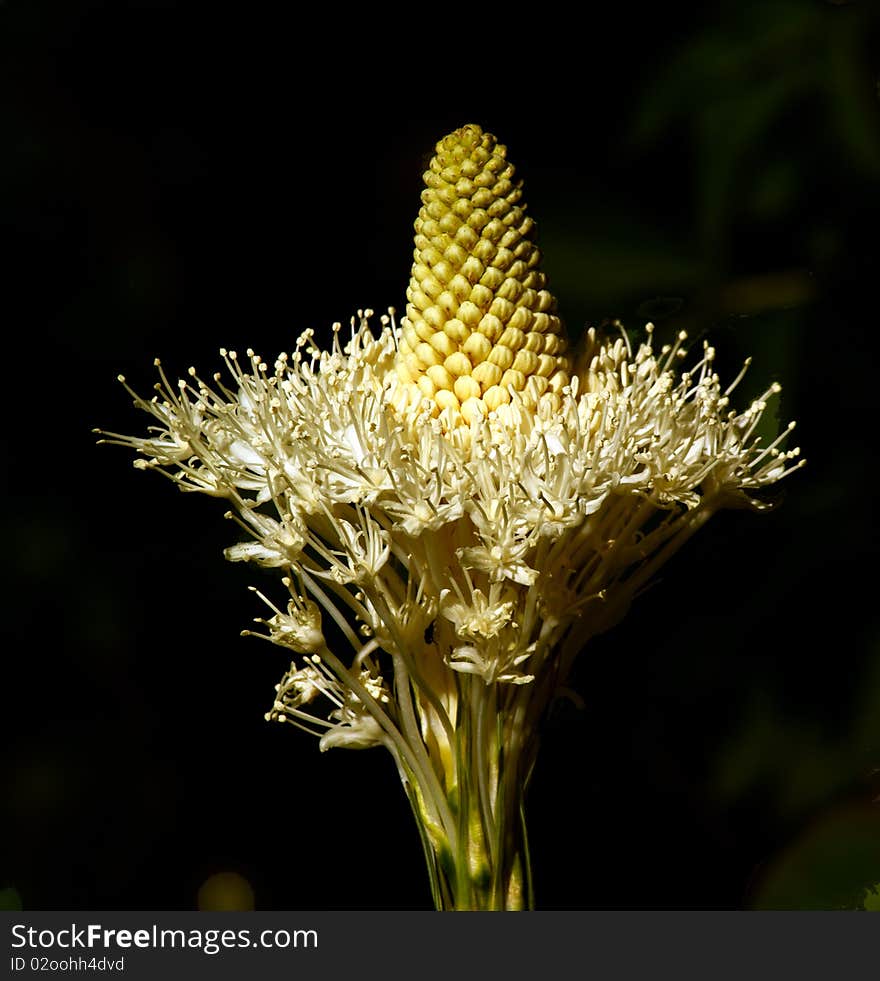 A blooming plant in glacier national park. A blooming plant in glacier national park