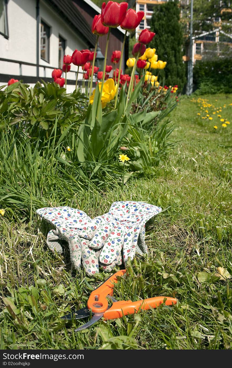 Gardening tools and gloves with tulips in the background