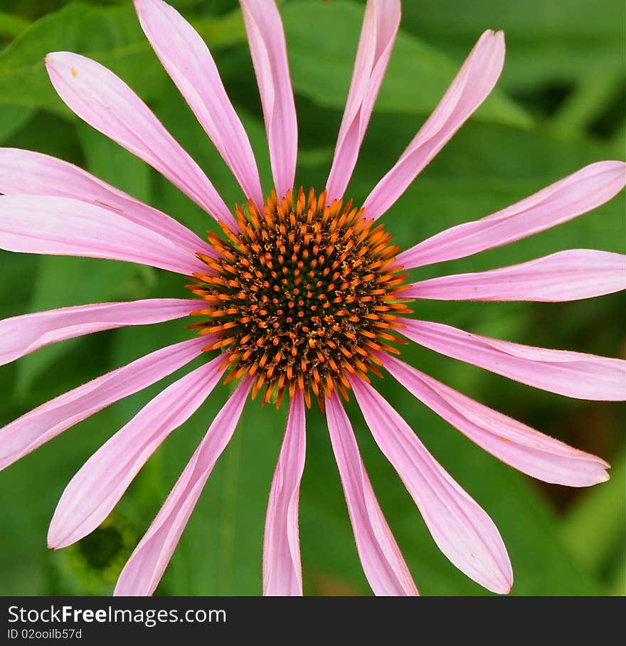 Beautiful cone flower in full bloom in summer.