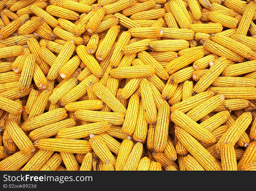 Golden Corn