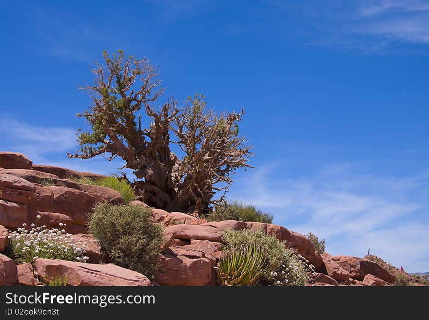 Dry desert bush growing in red rock. Dry desert bush growing in red rock