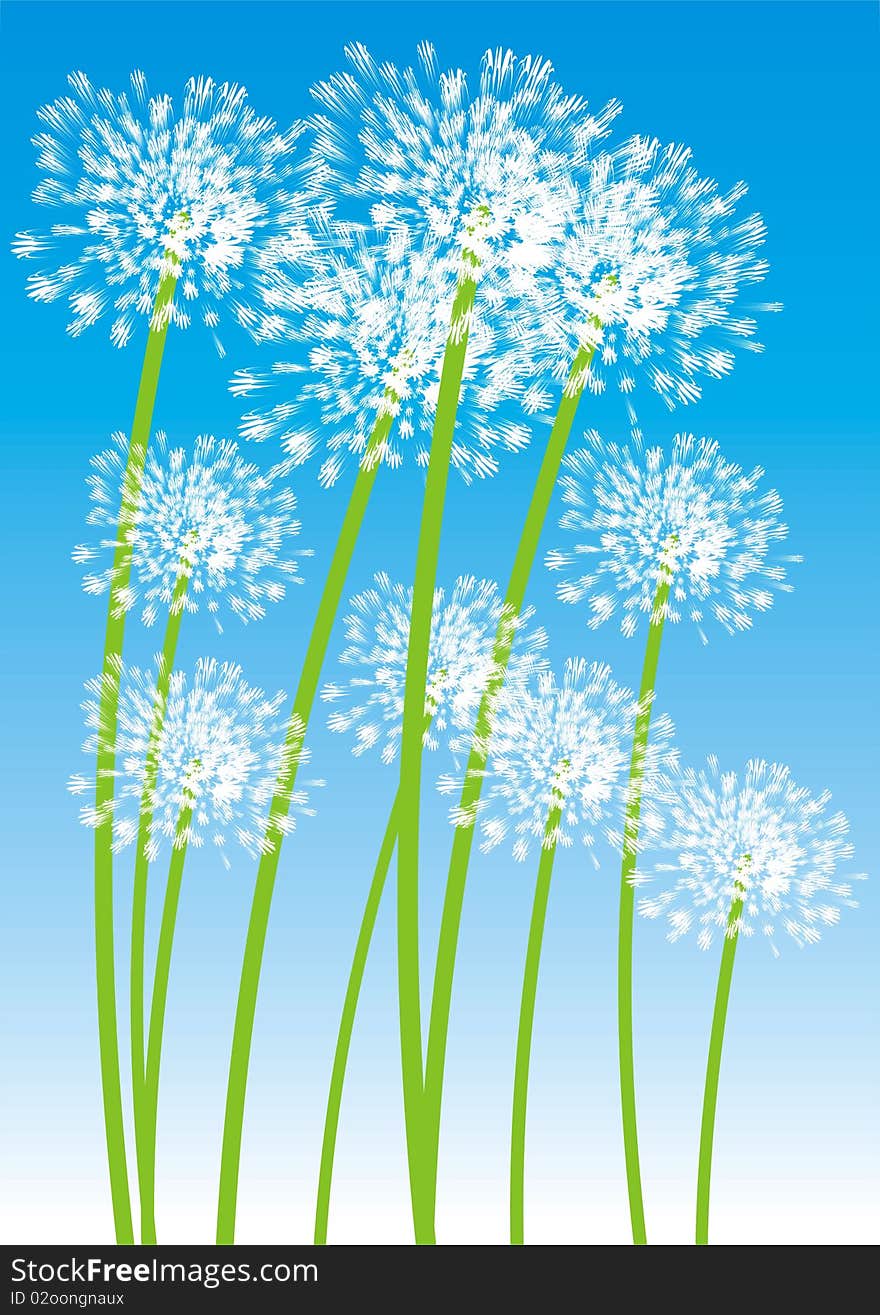 Dandelion on blue background and the grass