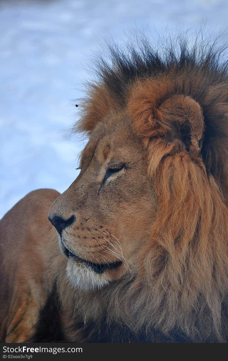Profile of a lion at the Calgary Zoo