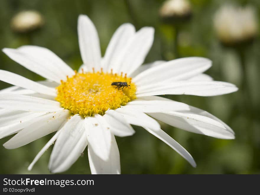 A bug in the center of a daisy