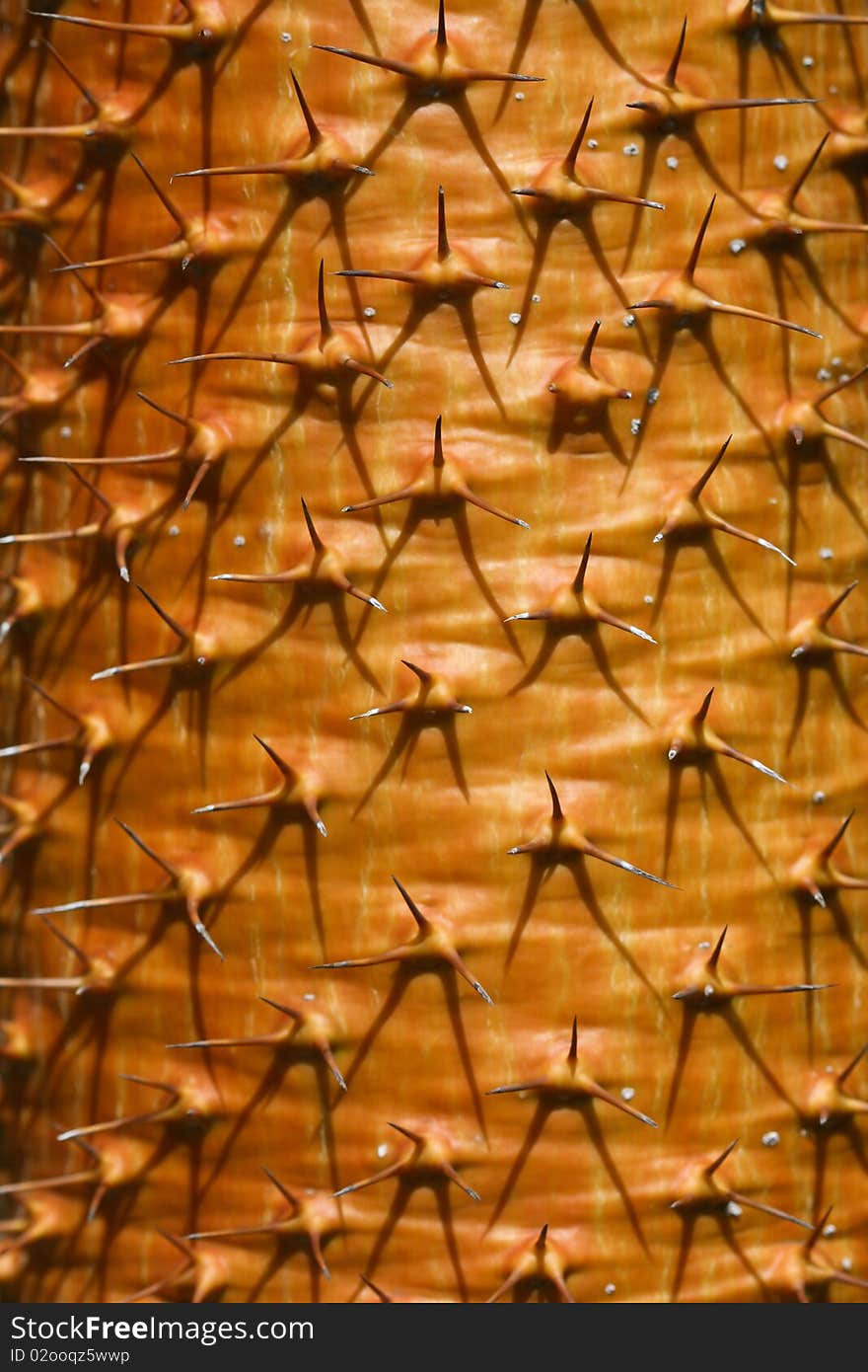 Spikes on a yellow cactus