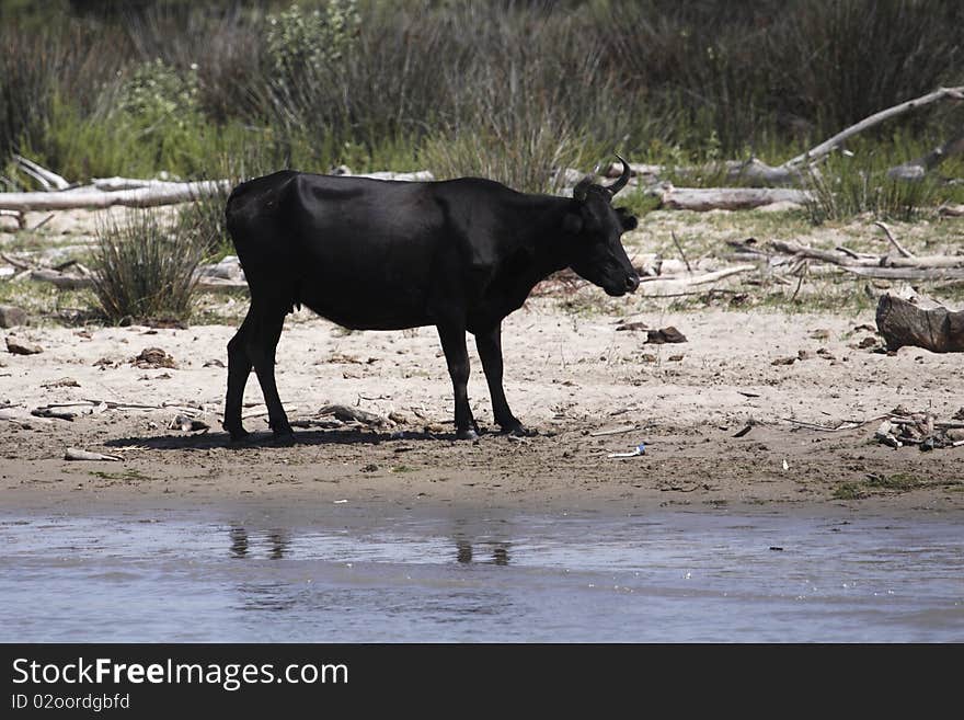 The black bull standing on the bank of river Rhone in the national park Camarque in France. The Camargue is home to a specialised breed of bull. The black bull standing on the bank of river Rhone in the national park Camarque in France. The Camargue is home to a specialised breed of bull.