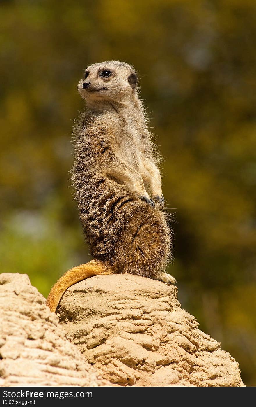 Posing Meerkat on the rocks alert at any signs of trouble