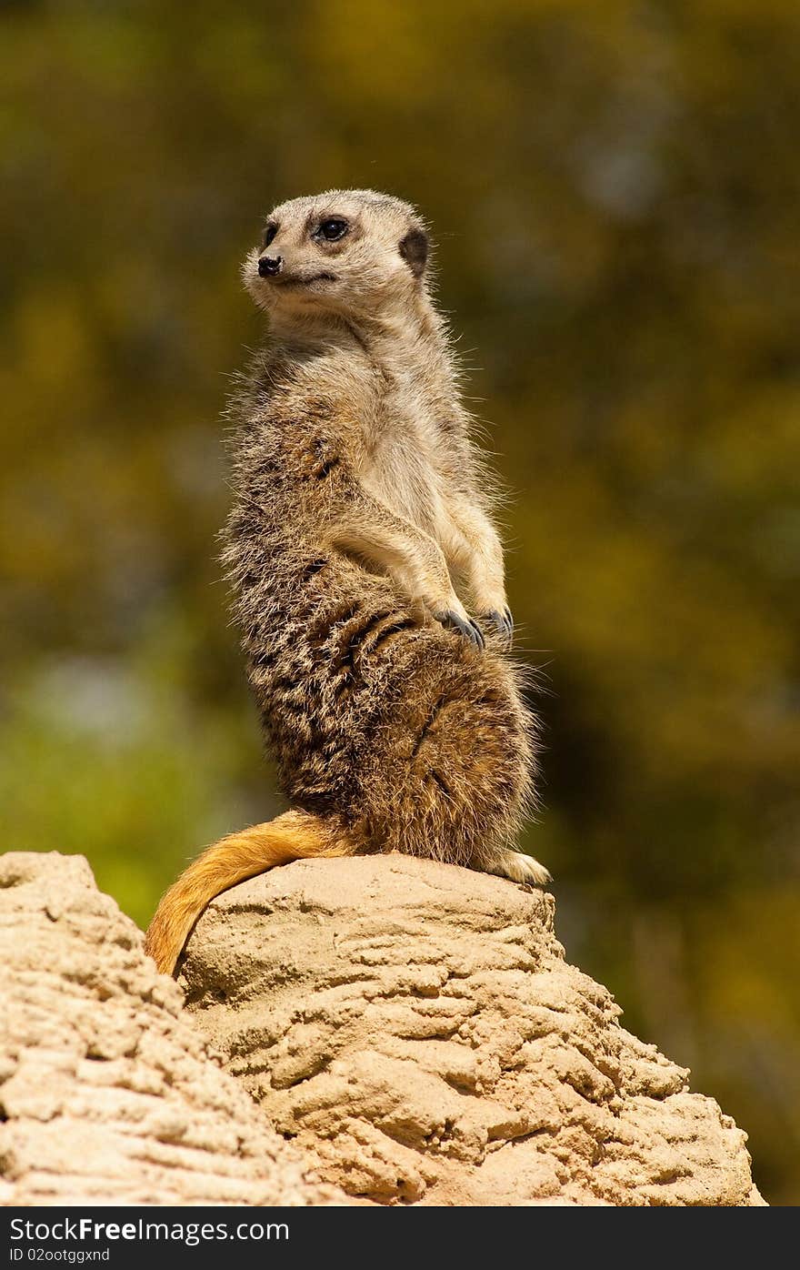 Posing Meerkat on the rocks