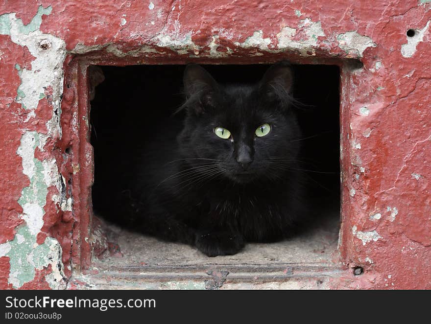 Portrait Of A Beautiful Black Cat