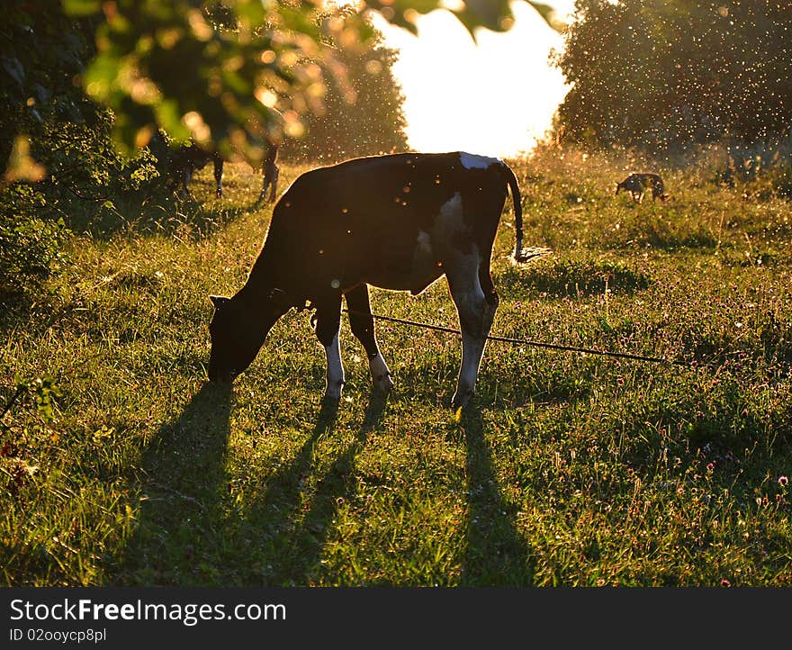 Calf.